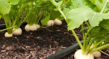 Škůdci a choroby tuřínu a boj proti nim pomocí chemikálií a lidových prostředků, jak zpracovat a jak chránit